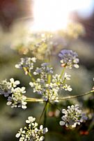 Solskensblomma